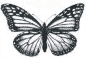 butterfly